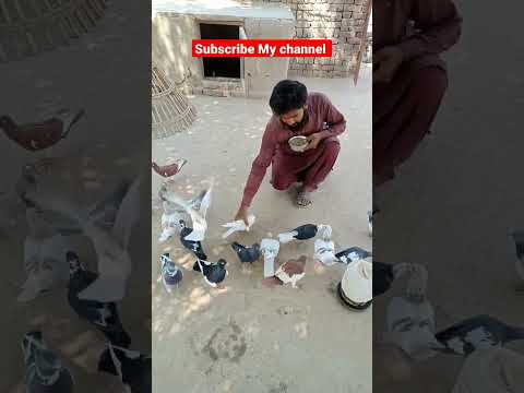 Kabootar ki video \\ Pigeon status #beautiful #kabootar#sadstatus#love status#pigeonstatus #shorts