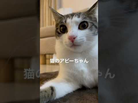 猫のアビーちゃん