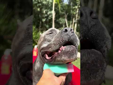 Maori e Nuhri ganharam um Barco - Nossa Rotina #americanbully