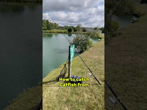 HOW TO Catch Catfish From The BANK Tips!! 🎣 #shorts #fishing