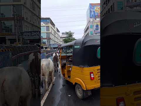 సిగ్నల్🚦పడితే ఆగాలని వీటికున్న🐄కామెంట్ సెన్స్ కొందరికి లేకుండా పోతుంది #shorts #ytshots