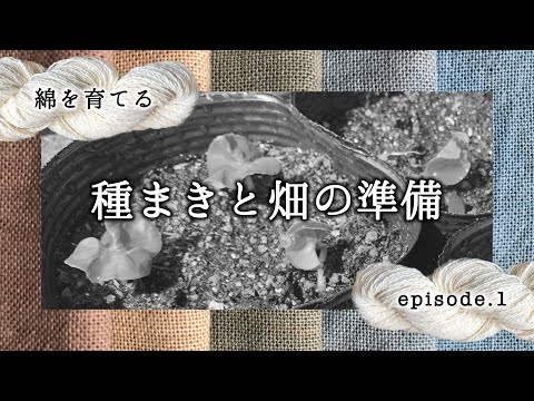 種まきと畑の準備／綿を育てる episode 1