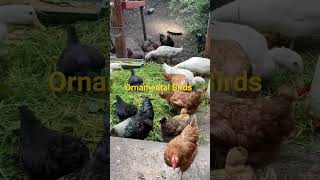 Free Range Poultry Farming for Eggs & Meat #shorts #chicken #farming #technology #asmr #fyp #video