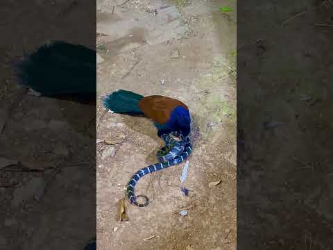 bìm bịp bắt rắn 🐍 cạp nia #フクロウ飛ぶ #shortsvideo #bìm #animals #rắn #youtubeshorts #123