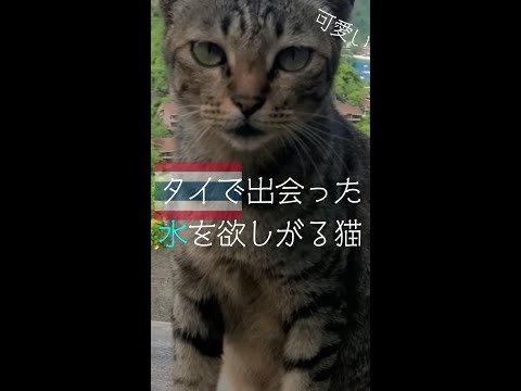 タイで出会った水を求める猫　#猫 #猫動画