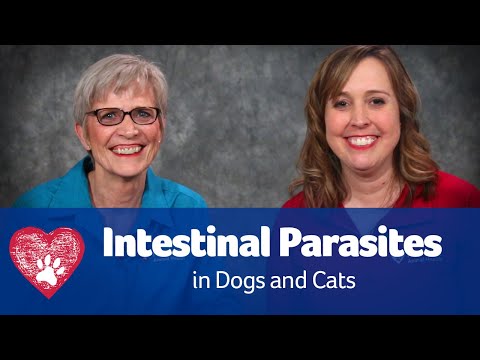 Intestinal Parasites in Dogs and Cats