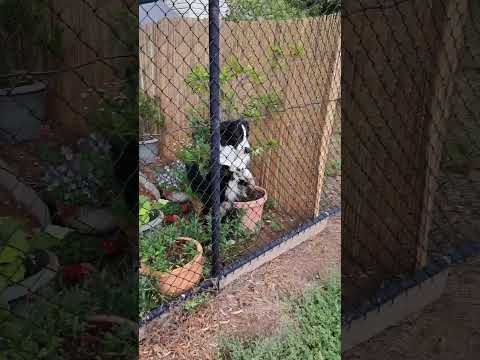 The day Lester the border collie fell in love.