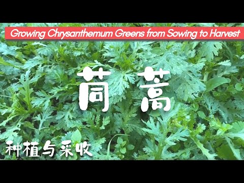 茼蒿超好种！后院有机种植之茼蒿的种植与采收