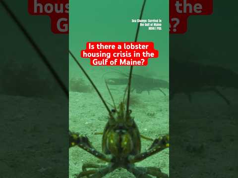 Is there a lobster housing crisis in the Gulf of Maine? #shorts #lobster #maine