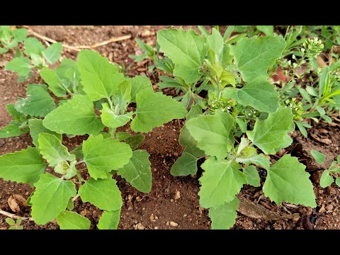 灰灰菜，农村随处可见的野菜，摘回家随手一蒸，鲜嫩营养，真美味