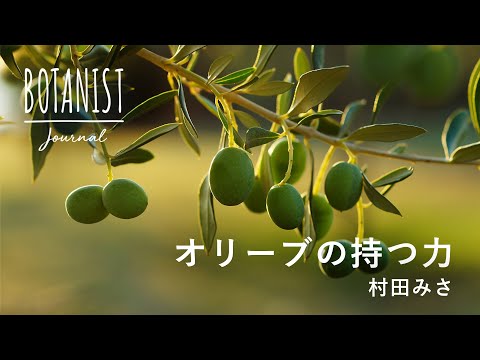 【BOTANIST JOURNAL】オリーブの持つ力 　 ハーバルライフスタイリスト/村田美沙