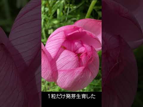 世界最古の花・生命の復活　奇跡の花「大賀ハス」が見頃　熊本県山鹿市鹿央古代の森公園古代ハス園