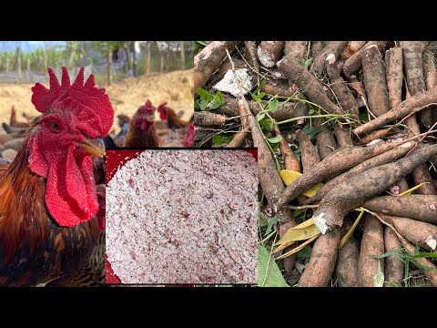 Harvesting cassava - How to ferment cassava for livestock and poultry - chicken farm