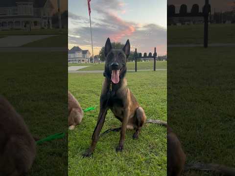 Fritz and I accepted a quest in front of #aldi #skyrim #rpg #quest #fundogvideos #malinois #pov