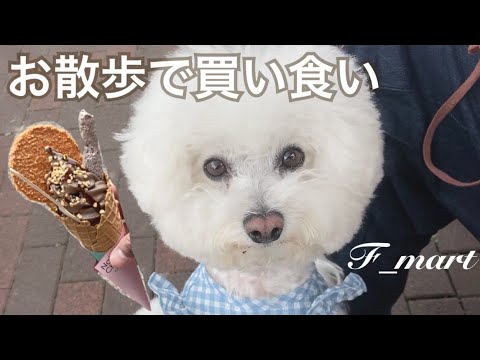 お散歩で買い食い　ｰビションフリーゼ犬ｰ