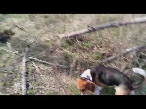 Dry Creek Hunting Dogs Rabbit Hunting March 17 2024