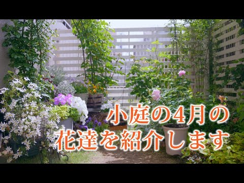 ガーデニング Vlog｜小庭の4月の花達を紹介します｜ラナンキュラスラックス｜ペチュニア 〜小さな庭のある暮らし 119〜Gardening ｜ Life in a tiny garden