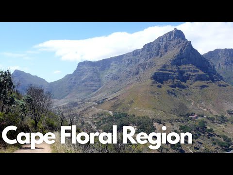 Exploring the Cape Floral Region: South Africa's Biodiversity Gem