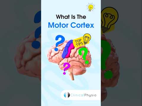 Motor Cortex #physicaltherapy #physiotherapy #anatomy #motorcortex #brain