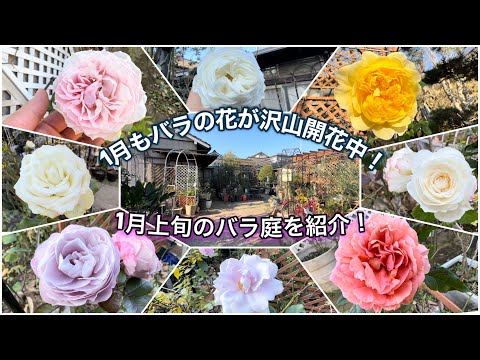 【バラ庭紹介】1月上旬もバラの花が盛り沢山！咲いているバラを一挙紹介します！