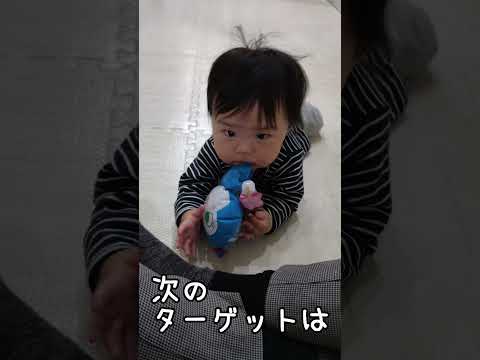 なんでも口に入れてしまう0歳児【274Days】 #baby