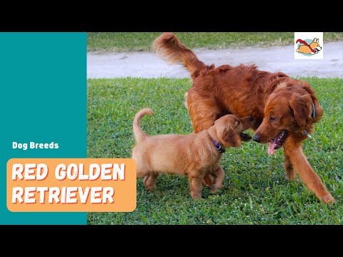 Red Golden Retriever: Your Guide To This Stunning Rare Dog!