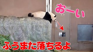 🐼楓浜の必殺おねだりポーズ✨まるでパパ⁉落ちそうな瞬間にハラハラ！【アドベンチャーワールド】