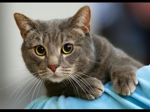 Animal Planet  :   Cats 101 ~ European Shorthair