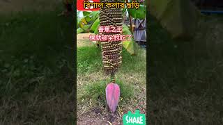 বিশাল কলার ছড়ি ☑️ #viral #banana #shorts