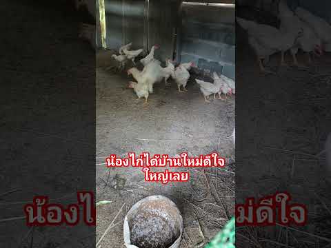 น้องไก่ย้ายบ้าน #เลี้ยงไก่