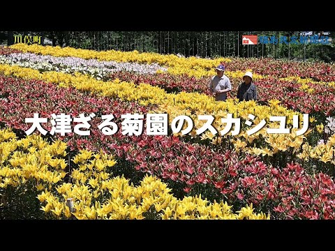 大津ざる菊園のスカシユリ