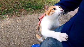 三毛猫の散歩に付いていってみたら途中から強烈に甘えてくる様になった