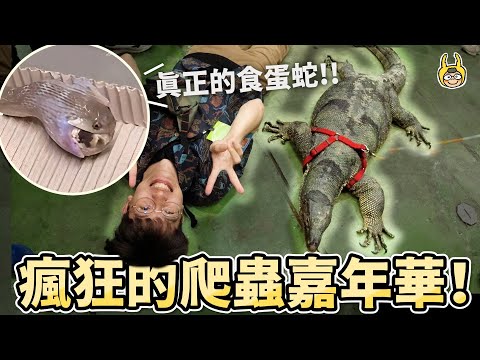 Taiwan Reptile Festival! The stunning million-dollar lizard The craziest pet exhibition!