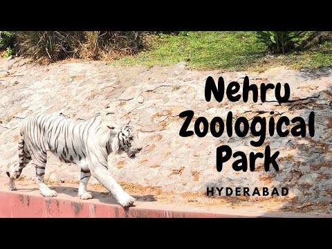 Nehru zoological park Hyderabad | Hyderabad zoo with my family vlog | Family time good time