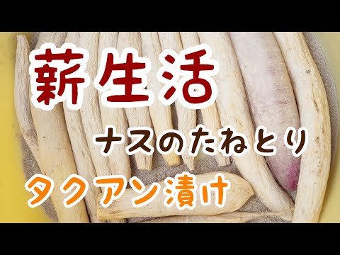 （２０２１ １ １１）薪生活、タクアン作り+日本在来茄子のたねとり