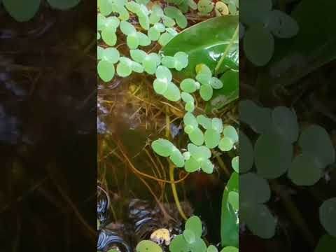 ✨️ #plants #plantsale #guppy #trending #shortsmalayalam #shortvideo #shorts #happiness #fish #guppys