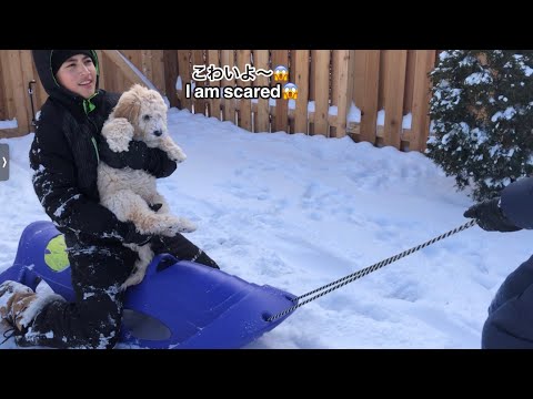 【Goldendoodle/ゴールデンドゥードル】Puppy Playing in the Snow with His Brothers