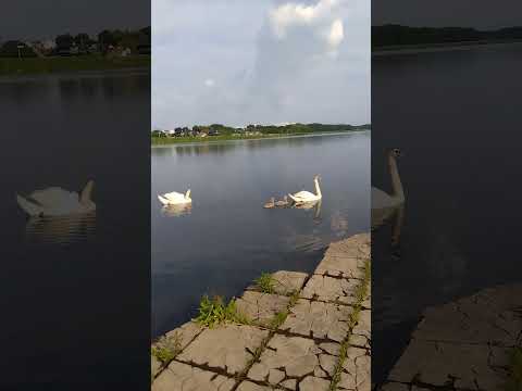 Swan Family Morning Stroll   VID 2024-06-17 063503674