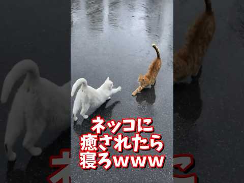 ネッコの動画で癒されたら寝ろｗｗｗ　#2ch #2ch動物スレ #2ch面白いスレ #動物 #犬 #猫 #癒やし #ねこ