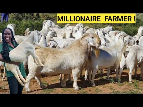 How To Make PROFITS In Exotic Goats Farm Business! | Market, Farm Routine!