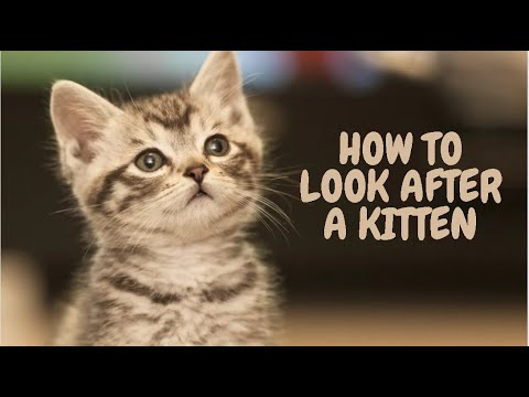 How To Look After A Kitten