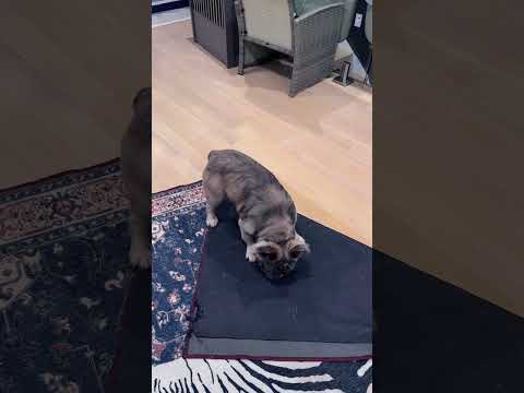 Coop playing dead 😂devastated I found the toys he “hid” under the carpet 🤦‍♀️ #frenchbulldog #dog