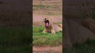 Adorable Baby Lion #lion #wildlife #safari #nature #bigcats #cuteanimals #adventure #wildlifemoments