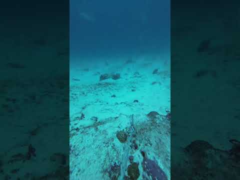 Crazy shark dive experience! Have you seen current like this?