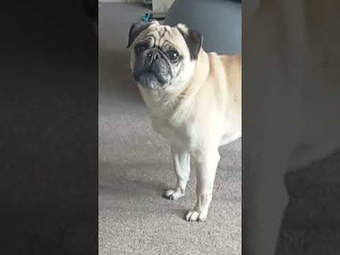 pug getting grumpy because of sneezes funny grumpy pug #grumpydogs #subscribe #petlover