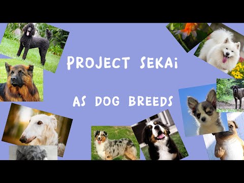 Giving all the project sekai characters dog breeds