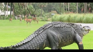 Massive alligator takes casual stroll through South Carolina golf course