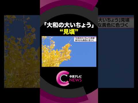 【樹齢101年】 愛知県豊川市の「大和の大いちょう」 鮮やかに色づき見頃を迎える #shorts