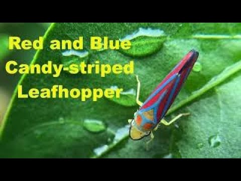 Beautiful! Red&Blue Candy-Striped Leafhopper ..Selvim macro lens for smartphones...look!