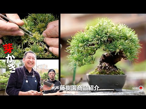 Cutting the Goyomatsu buds and replanting! Introduction of sales products [Bonsai Q]